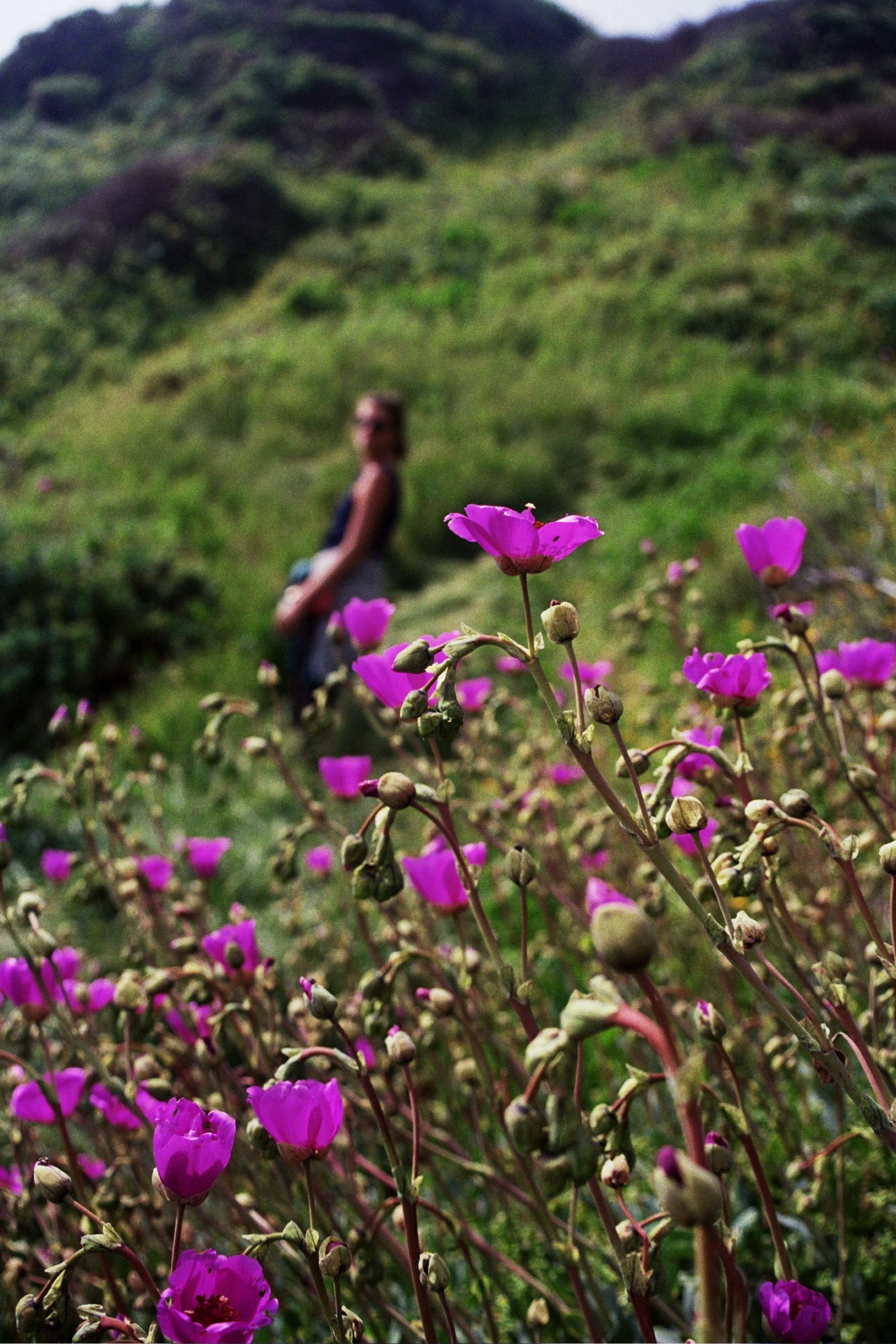 El sendero a Zapallar, con Rachel